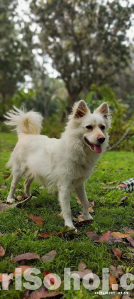 Japanese Spitz